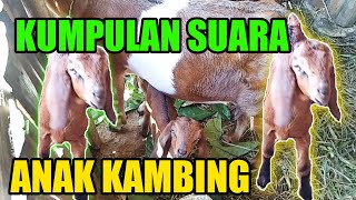 SUARA KAMBING LUCU 🔴 SOUND THE SHEEP