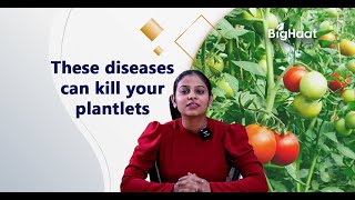 Diseases during the vegetative stage in tomato crops