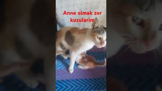 Kedi yavrulari