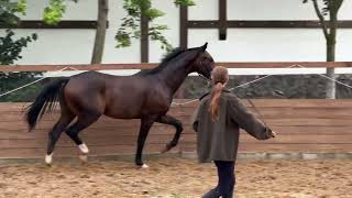 For Sale! stallion Sir Romance by Sir Heinrich - For Romance l *2022 y.b., 169 cm, OL, dressage