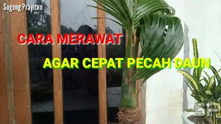 CARA  MERAWAT AGAR CEPAT PECAH DAUN