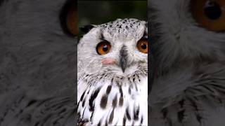 Know World of Owls: Fascinating Facts #shorts