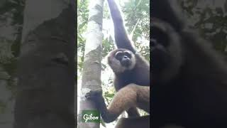 the gibon #indonesia_orangutan_tours #tanjungputingnationalpark #central_borneo_indonesia