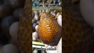 Salak Pondoh Siap Litas Provinsi #shorts