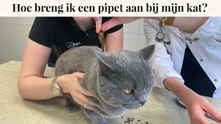 Hoe breng ik een pipet aan bij mijn kat? | Instructievideo