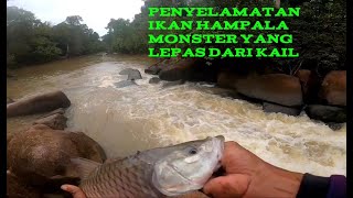 PENYELAMATAN IKAN HAMPALA MONSTER YANG LAPAS DARI KAIL