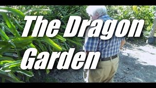 The Dragon Garden