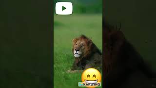 Animals and Nature  #shorrts #viral #youtubeshorts #shortsfeed