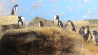 Penguins @ Riverbanks Zoo