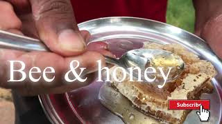 Honey bees vs village life || life cycle of bees around village || Barnavapara santury chhattisgarh