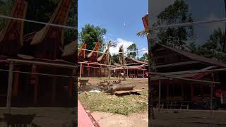 Suasana di RITUAL PEMAKAMAN TORAJA bersama AYAM JANTAN