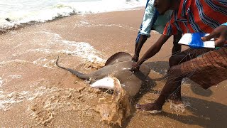 Monster stingray fish caught in Chennai beach|35kg monster string ray fish caught fisherman