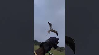 Black shouldered kite landing on hand super slowmotion #shorts