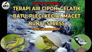 Terapi air cipoh, gelatik batu, pleci kecial macet bunyi, stress