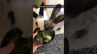 Healthy bunny snack #food #shorts #viral #bunnies #cute #subscribe #animals #animallover