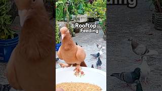 Rooftop feeding 😋 #pigeon by Nishat 360