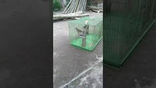 Burung cak jengot tuker labet || salam kicau mania