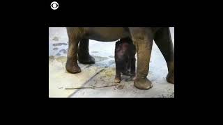 Adorable Bébé éléphant fait ses premiers pas avec sa mère.