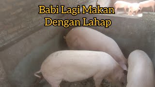 Babi Lagi Makan di Sore Hari Dengan Lahap