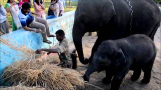 Dubare elephant camp - Walking with the Giants with Thrillophilia