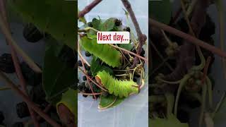 Feast of the Polyphemus: the Incredible Appetites of HUGE Caterpillars #shorts