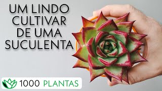 Echeveria agavoides 'Ebony' - Suculenta Rosa de Ébano - 6 de 1000 plantas - como cultivar