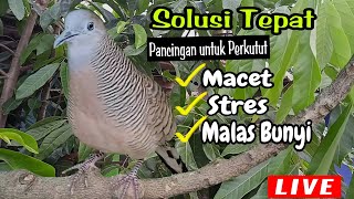 Pancingan Perkutut SOLUSI TEPAT Untuk Pancingan Perkutut Stres Macet Dan Malas Bunyi