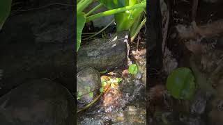 #waterfall #nature #aquaristic #plants #beautiful #youtubeshorts #viral