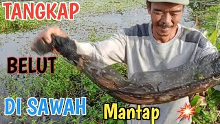 Tangkap ikan belut di sawah menggunakan bubu jebak khusus belut