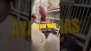 SPILL SEMUA STOK AYAM HIAS || AYAM IMPORT SAMPAI AYAM LOKAL #stokterbaru #duniaayam #ternakunggas