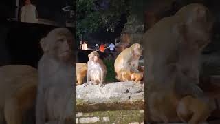 Monkey Gang @ Pashupatinath