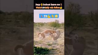 Leave me😳 | bobcat attack | animal hunting | cat lovers | @Wildshikaari007 | #shorts #nature