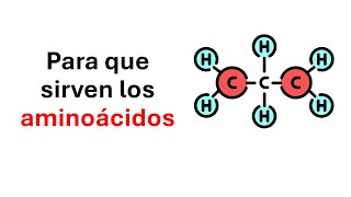 Para que sirven los aminoacidos