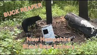 Black Bear Hunt in New Hampshire with Archery - Buck Reaper