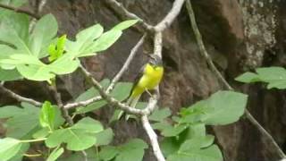 Bergeronnette des ruisseaux ( Motacilla cinerea )