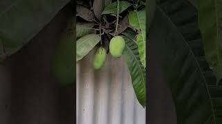 Mango #foryou #funny #carwash #funnyclip #automobile #explorevideo