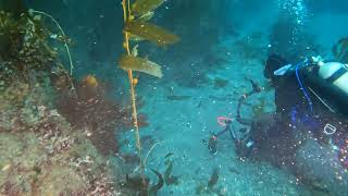 Anacapa Island