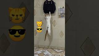 cat short video