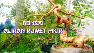 rubah konsep bonsai sancang