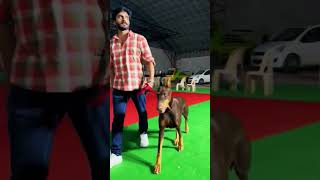 DOBERMAN DOG |  #Thallumaala #khalidRahman #DABZEE #ManavaalanThug #shorts #thuglife