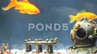 POND5 - Fish Tank Stock Footage