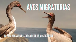 Aves migratorias, la sala Zona Sub Desértica de Chile Biogeográfico 🦆