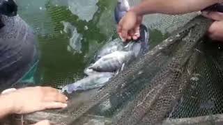 pescando e vendendo tilápia do tanque