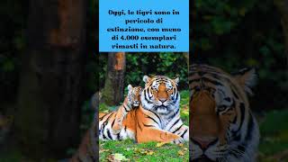 Il Futuro delle Tigri #shorts #Tiger#SaveWildlife#ProtectTigers#AnimalPlanet#TigerLovers