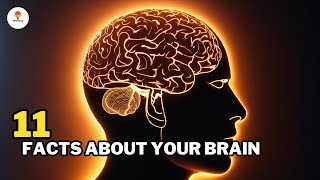 11 Facts You Never Knew About Your Brain | @Mythosfact