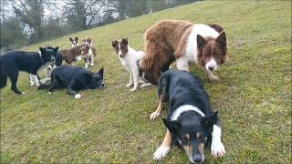 Border collie puppies: play is preparation for work