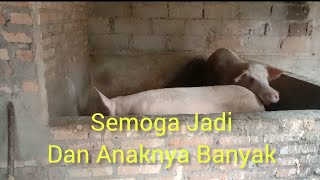 Ok Gas Semoga Anaknya Banyak | Induk Dan Anak Sehat Semua