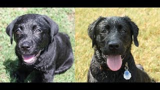 Service Dog Puppy Timelapse (0-6 months)