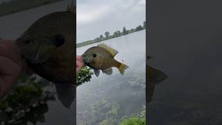 Nice blue gill