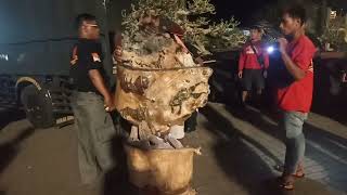 Membludak Peserta yang Hadir di Pamnas Bonsai cabang pasuruan